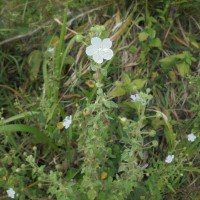 <i>Pavonia zeylonica</i>  (L.) Cav.